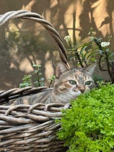 bishi un alma felina